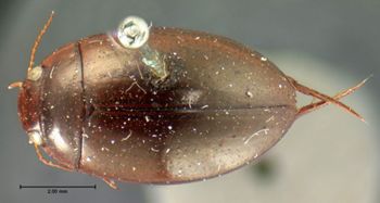 Media type: image;   Entomology 33414 Aspect: habitus dorsal view